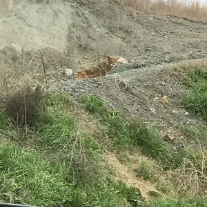 Meet your Posher, Dakota